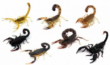 Tipos de Escorpiões