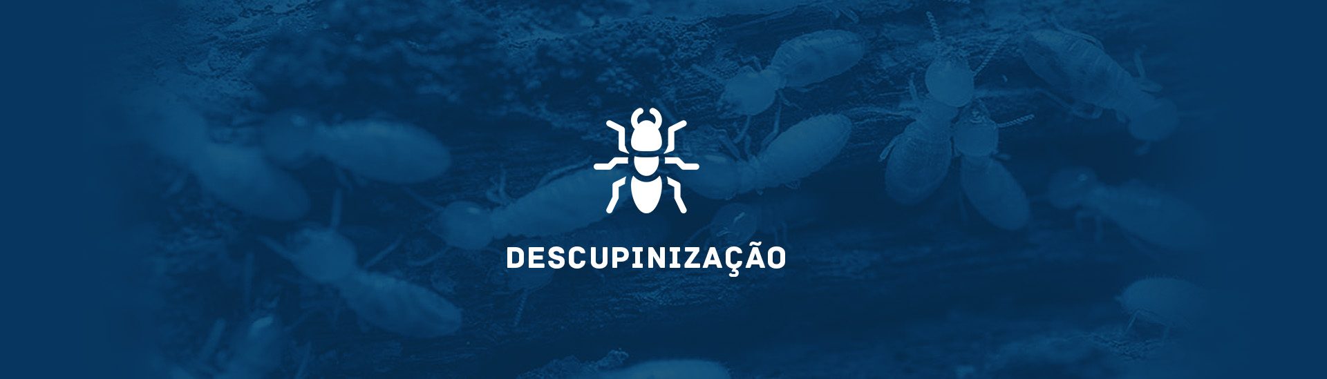 Descupinização Descupinização Dedetizadora Bio Desin